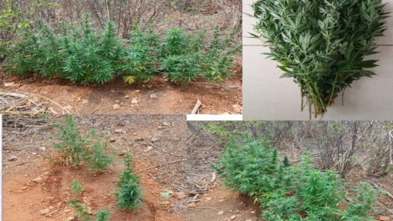 Polícia Militar erradica plantação de maconha na zona rural de Cabrobó