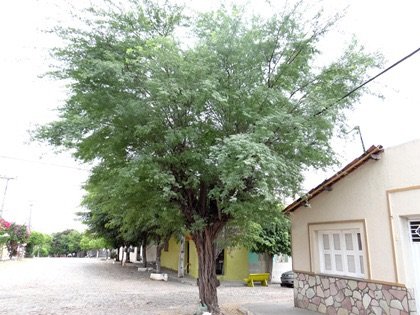 Lei proíbe plantio de algaroba e outros tipos de árvores em São José do Belmonte