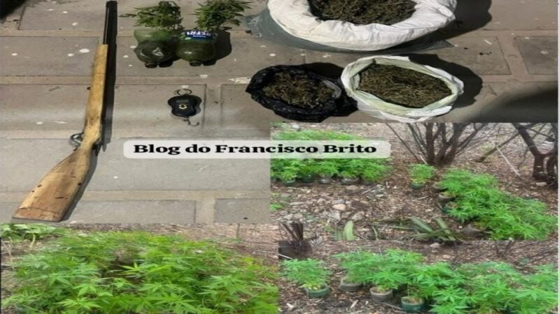 Polícia Militar erradica plantio de maconha e apreende 7 kg da droga e arma de fogo em Cabrobó