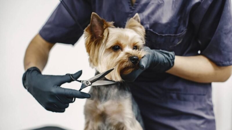 Agência do Trabalho de Salgueiro tem vaga disponível para Tosador de Animais Domésticos