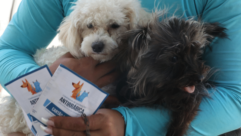 Ação animal leva atendimento gratuito para cães e gatos em Jaboatão