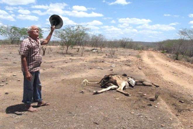Fome, sede e abandono: gado sofre com seca severa no Vale do Pajeú