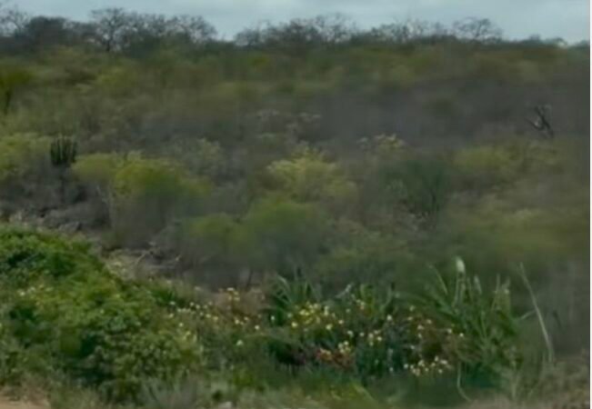 Registro de Ema da caatinga em zona rural de Salgueiro