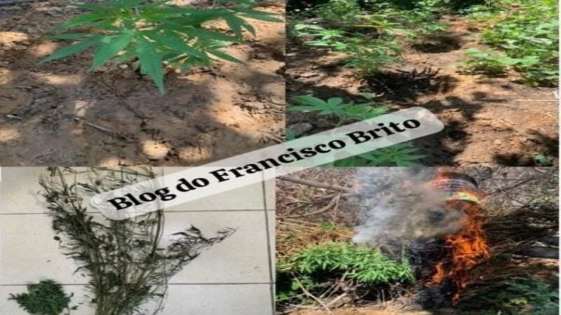 Polícia Militar da 2ª CIPM, erradica dois grandes cultivos de maconha na zona rural de Cabrobó