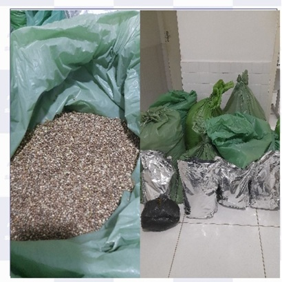 Ação integrada resulta na apreensão de 57,3 kg de maconha em Belém do São Francisco