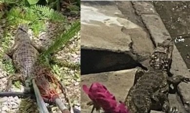 Jacarés são vistos em Cabrobó e Terra Nova após fortes chuvas na região