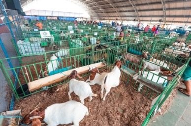 Prefeitura de Petrolina define data de realização da 13ª ExpoRajada