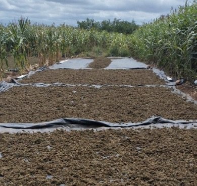 Operação Carcará: Policiais federais da Delegacia de Salgueiro apreendem cerca de 2 toneladas de ‘maconha gourmet ‘