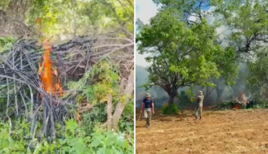 Polícia incinera 140 mil pés de maconha no interior da Bahia; Um florestano morreu em confronto com a PM