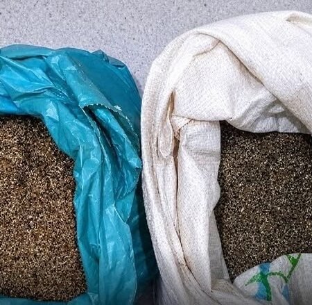 Policiais do BEPI apreendem 20 kg de maconha na zona rural de Salgueiro