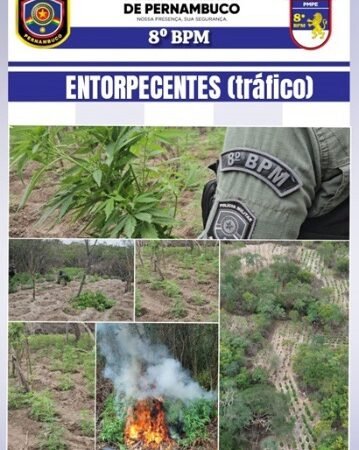 Polícia Militar destrói plantação com cerca de 35 mil pés de maconha na zona rural de Salgueiro