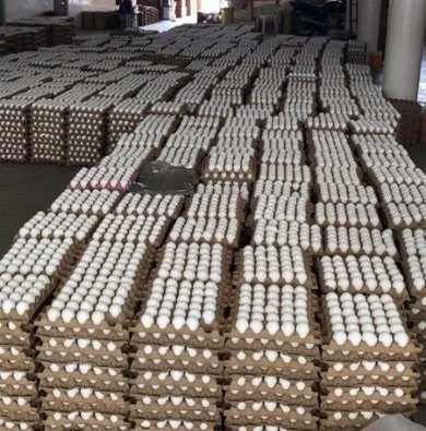 Conselho Superior do MPPE apura prejuízo ao erário em desperdício de cerca de 150 mil ovos da merenda escolar em Salgueiro