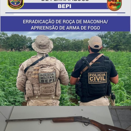 BEPI e Polícia Civil erradicam mais uma plantação de maconha em Cabrobó, com 38,4 mil pés