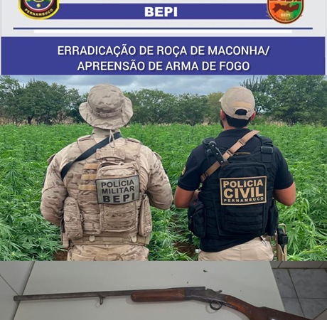 BEPI e Polícia Civil erradicam mais uma plantação de maconha em Cabrobó, com 38,4 mil pés