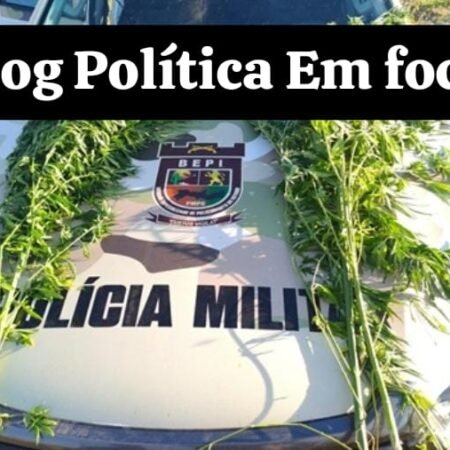 Policiais do BEPI erradicam mais de 12 mil pés de maconha em Lagoa Grande