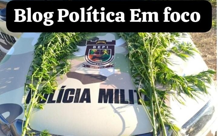 Policiais do BEPI erradicam mais de 12 mil pés de maconha em Lagoa Grande