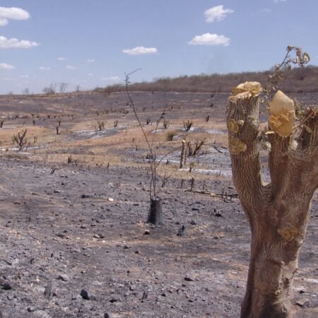 Desmatamento cai 34% na Caatinga, mas BA e CE acumulam 58% de perda do bioma