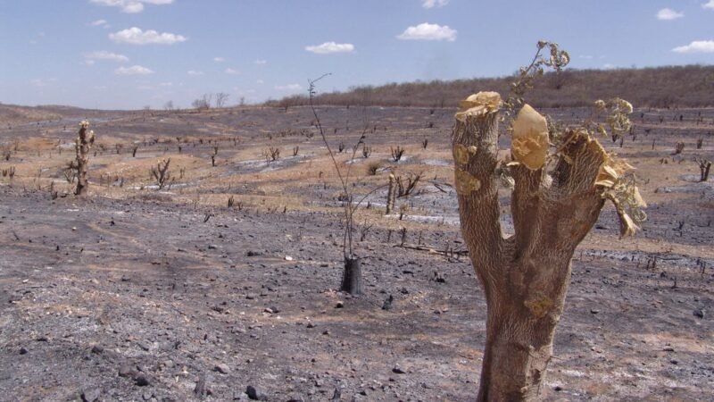 Desmatamento cai 34% na Caatinga, mas BA e CE acumulam 58% de perda do bioma