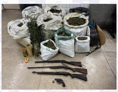 Operação conjunta erradica 172 mil pés de maconha e apreende 114 kg da droga em Belém do São Francisco