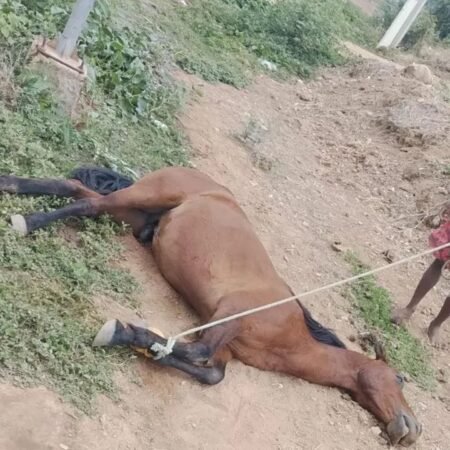 Cavalo morre após sofre choque em poste na pista cuper em Salgueiro