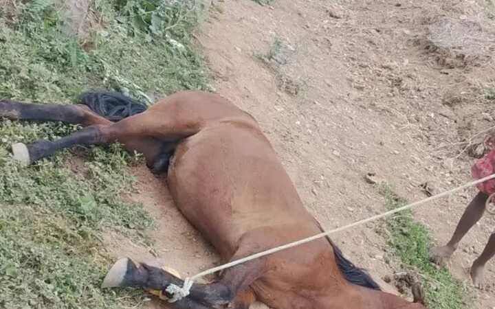 Cavalo morre após sofre choque em poste na pista cuper em Salgueiro