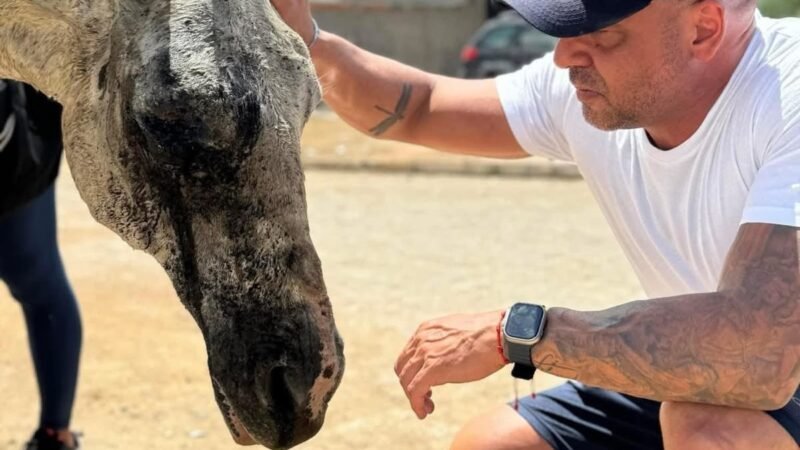 Anderson Correia intensifica combate aos maus-tratos contra animais em Caruaru